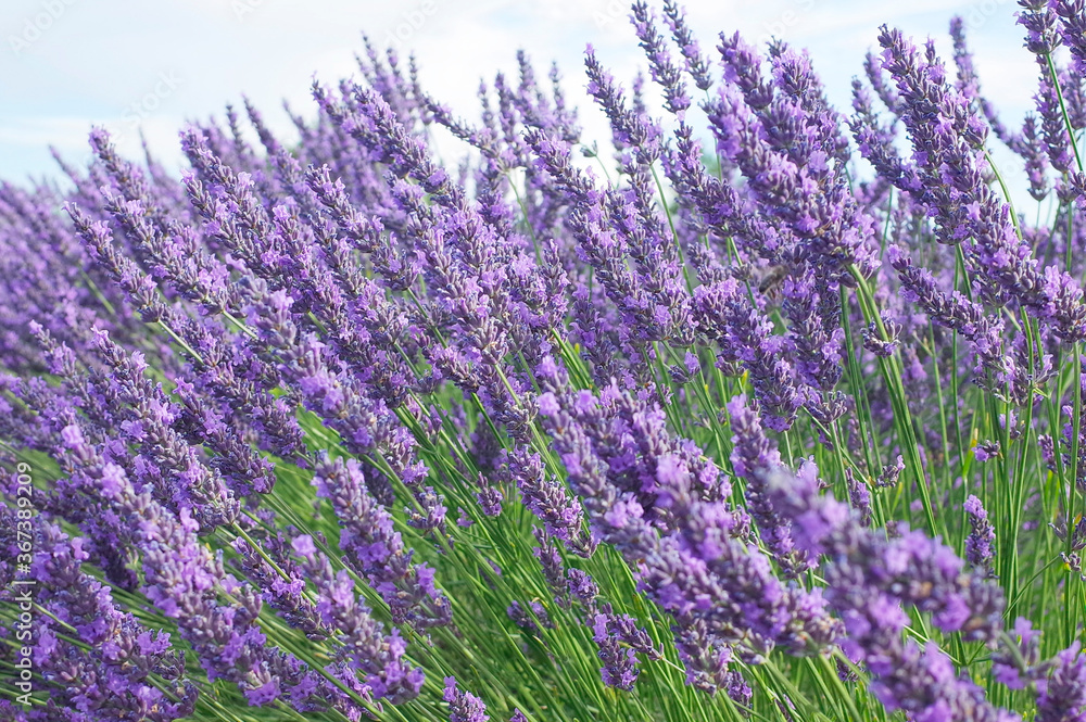 Obraz premium Lavender