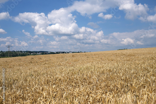A cornfield in July under blue sky and white clouds - Stockphoto