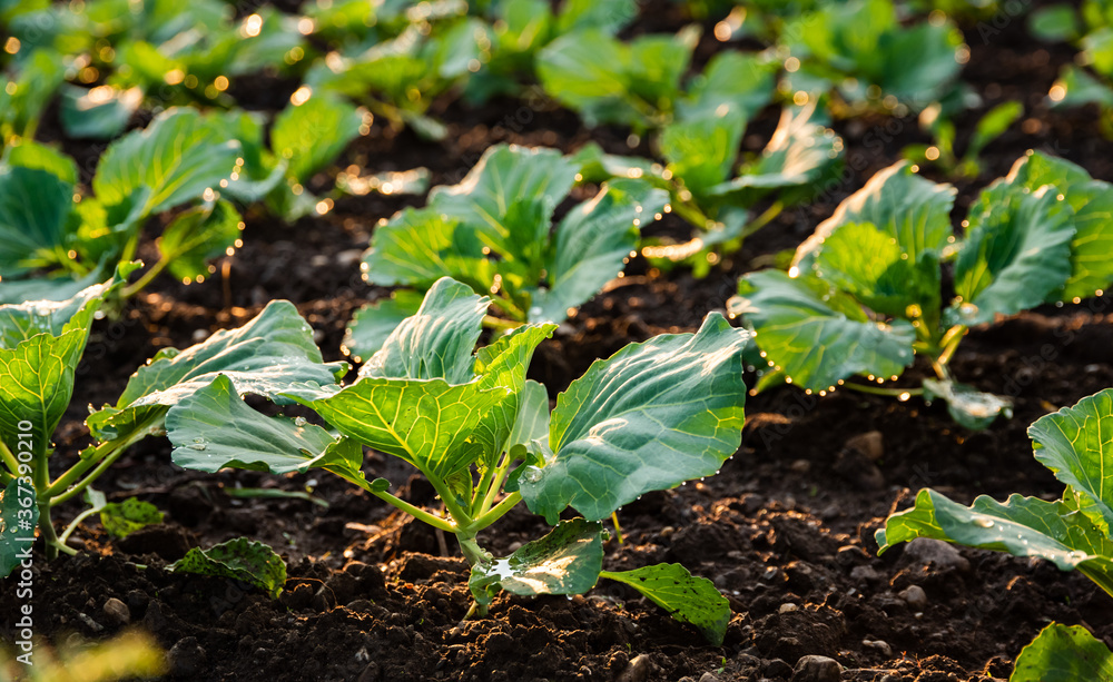 Obraz premium Young cabbage sprouts on the field in rows.