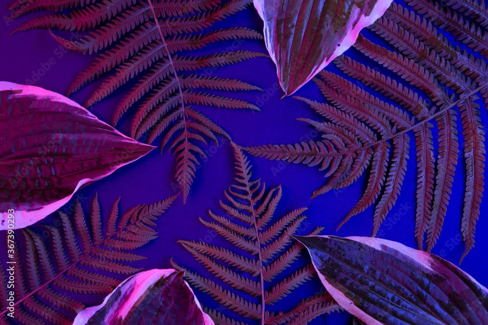 Fototapeta Tropical leaf forest glow in the black light background. High contrast