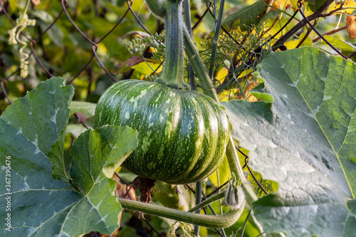 Fényképezés Pumpkin grows in garden on fence close-up