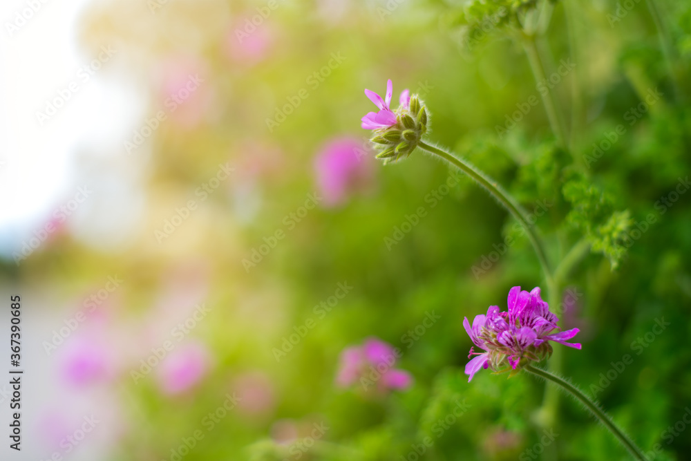 Pink flowers in shallow focus with a green garden background Pink flowers in shallow focus with a green garden background