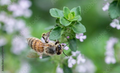 Quadro su tela Honeybee collecting pollen from a thyme plant in the garden