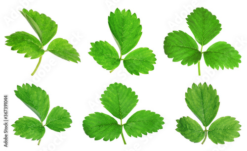 Set of green strawberry leaves on white background
