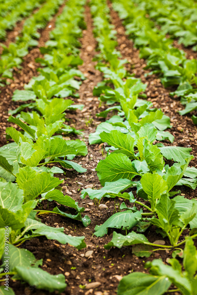 Young cabbage sprouts on the field in rows. Sunset light on the plants. Young cabbage sprouts on the field in rows. Sunset light on the plants.