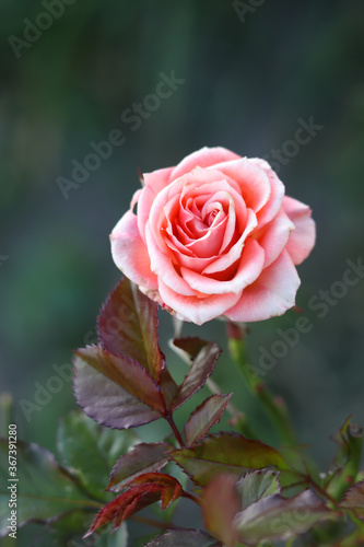 lonely lovely beautiful pink rose  blurred background