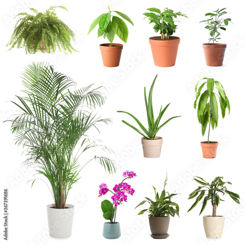 Set of different houseplants in flower pots on white background