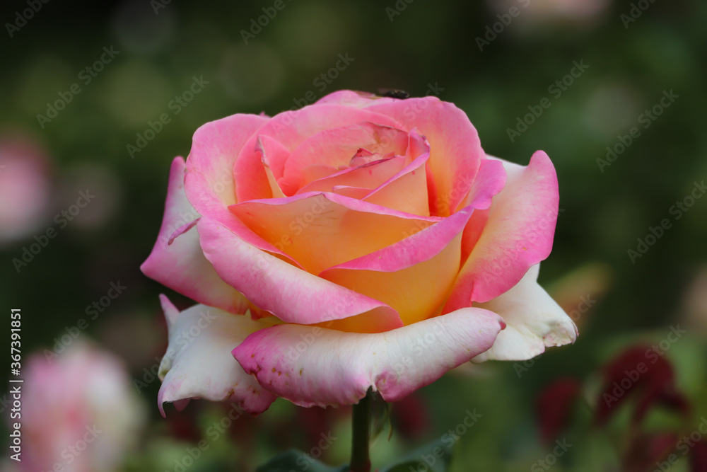lonely lovely beautiful pink rose, blurred background
