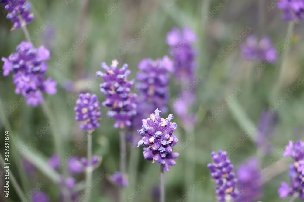 purple lavender flowering season, blurred background purple lavender flowering season, blurred background