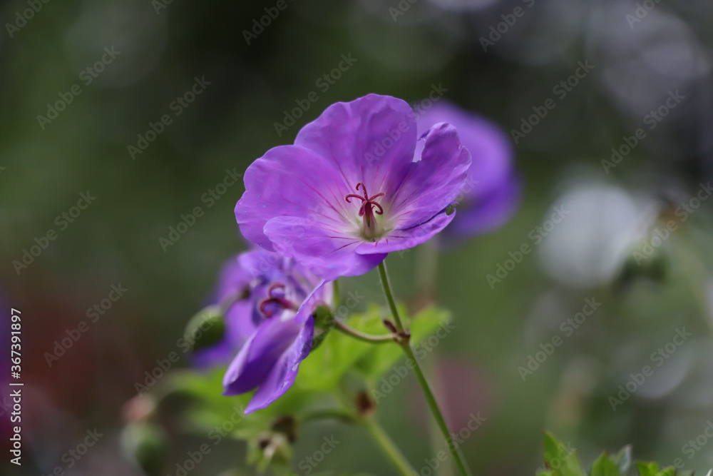 Purple flower in focus in garden