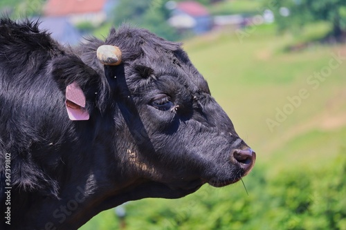 Portrait of Dahomey Dwarf Cattle (Bos Primigenius Taurus) with Velvety Black Fur in Czech Farmpark. Cow Dahome in Farm Park Soběhrdy.  photo