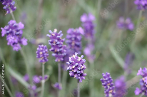 purple lavender flowering season, blurred background