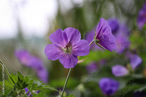 Purple flower in focus in garden
