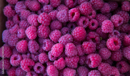Growing Organic Berries Closeup. Red raspberry isolate.