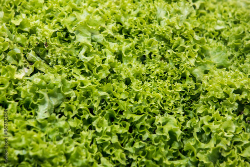 Aerial view of a green lettuce head.
