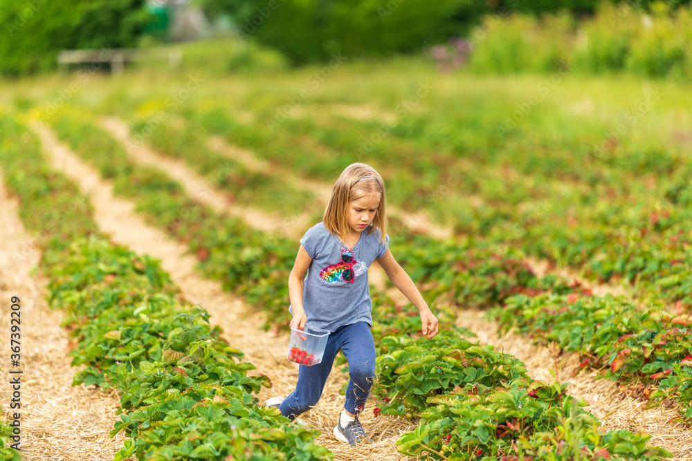 Little girl picking fresh farm strawberries in field in Sevenoaks, Kent Little girl picking fresh farm strawberries in field in Sevenoaks, Kent