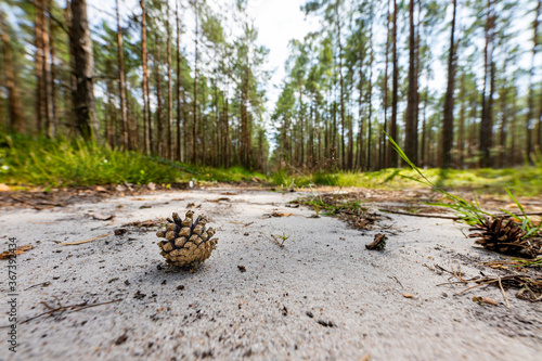 Pine cone on a sandy forest road. Undergrowth in a coniferous forest. Summer season.