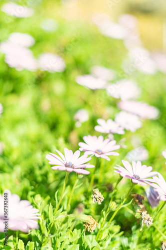 Pink flowers blooming in a garden with a green background