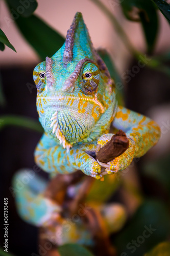Veiled chameleon © nordart