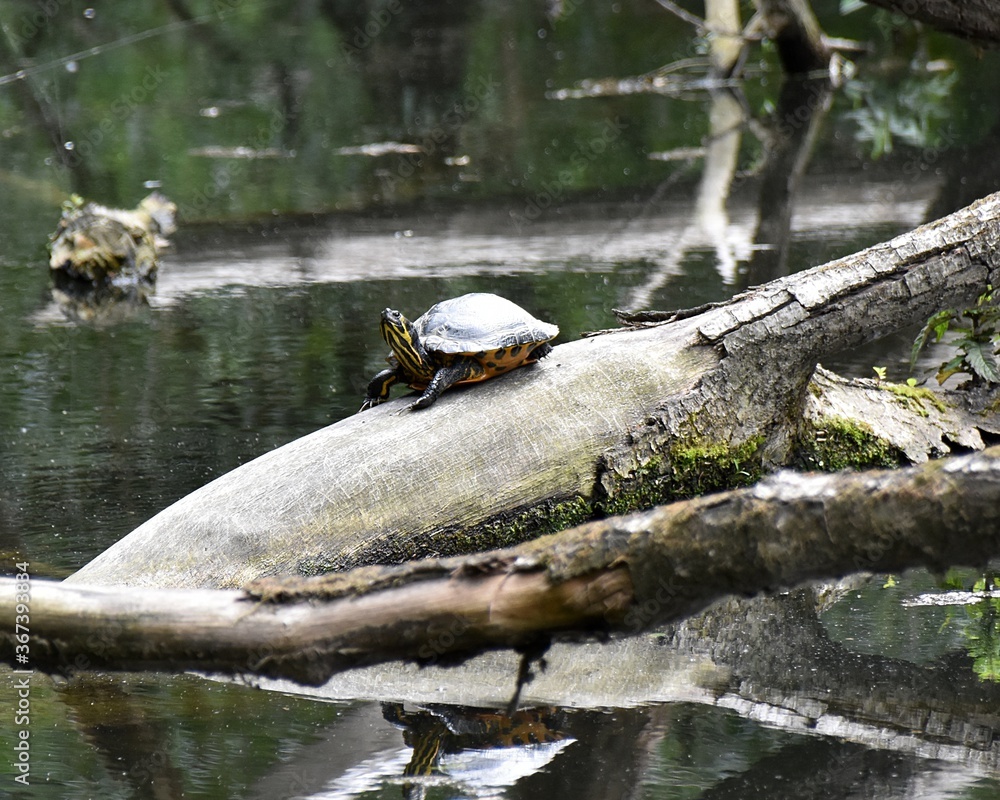 Obraz premium Żółwie w naturalnym srodowisku