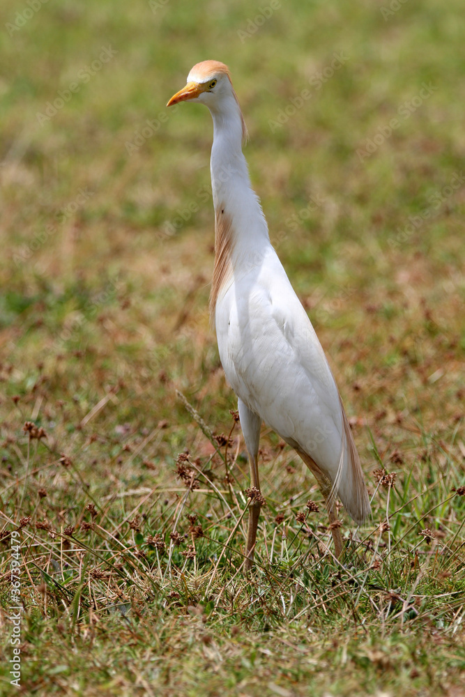 Obraz premium Cattle Egret