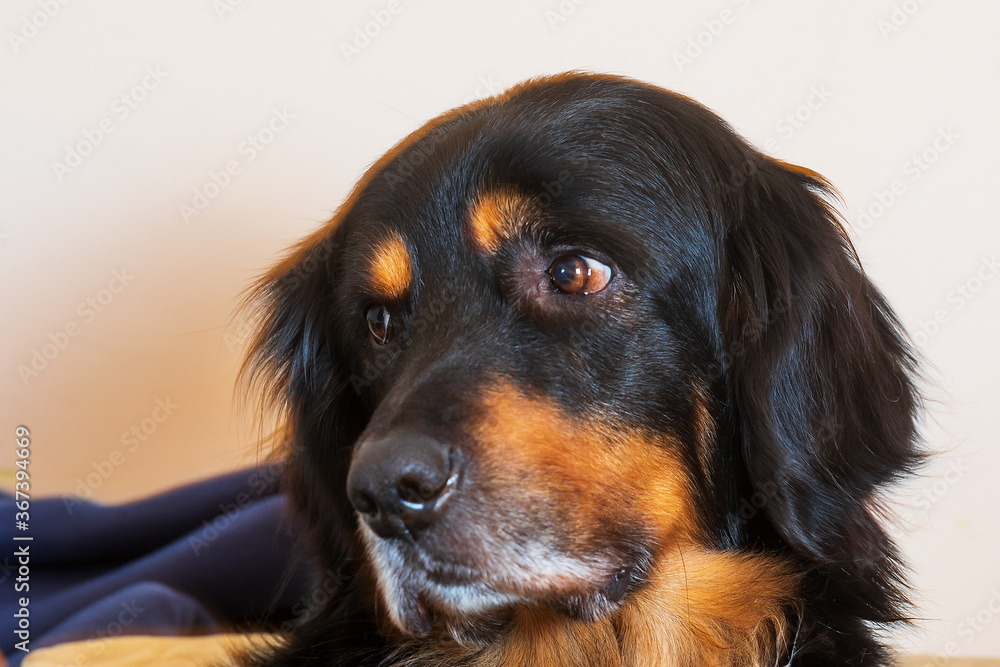 black and gold Hovie, dog hovawart gentle to sad expression in a portrait black and gold Hovie, dog hovawart gentle to sad expression in a portrait