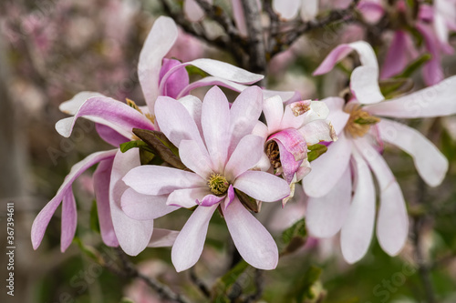 Magnolia Flower  Magnolia kobus var. loebneri  Ballerina  