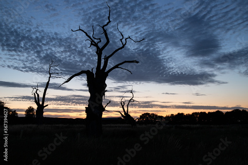 Oak tree 1 © Photop
