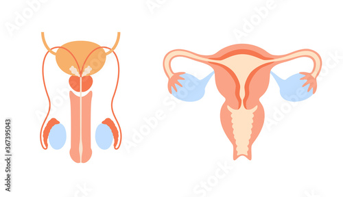 Reproductive system concept