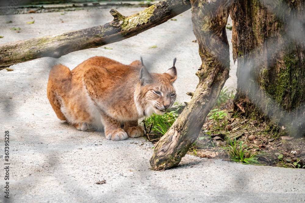 The Eurasian lynx resting in an aviary The Eurasian lynx resting in an aviary