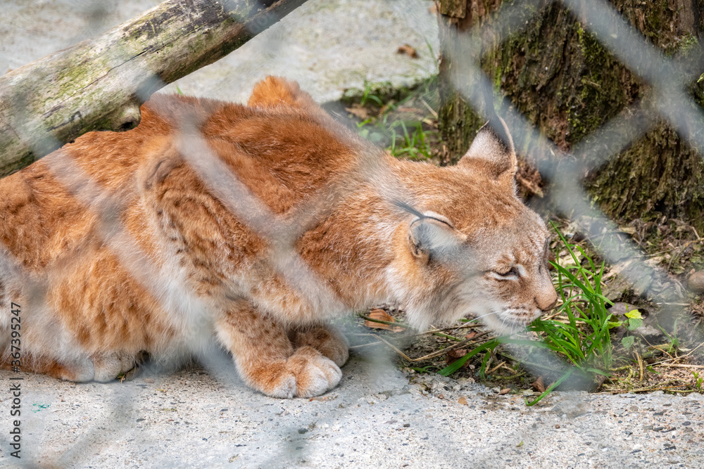 Naklejka premium The Eurasian lynx resting in an aviary