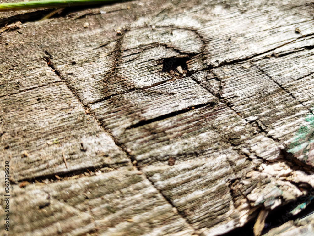 Old tree texture that can be used for the background