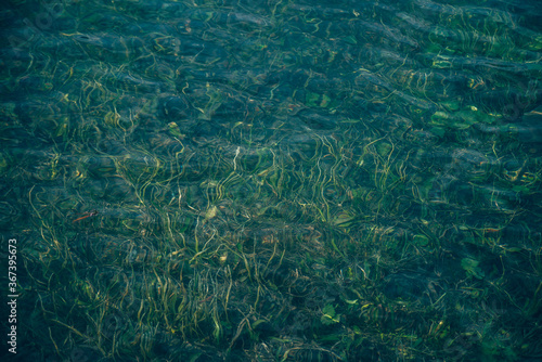 Nature background of green vegetation in clear water. Underwater flora close-up. Natural texture of greenery on bottom of mountain lake after flood. Calm transparent water surface of mountain lake.