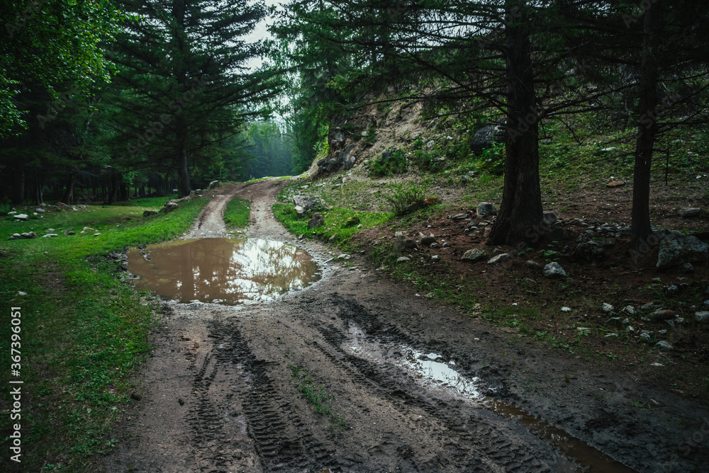 Dark atmospheric forest landscape with puddle on dirt road. Gloomy coniferous forest in mountains in rainy weather. Sky and branches of conifer trees reflected in puddle. Dark landscape of deep woods. Dark atmospheric forest landscape with puddle on dirt road. Gloomy coniferous forest in mountains in rainy weather. Sky and branches of conifer trees reflected in puddle. Dark landscape of deep woods.