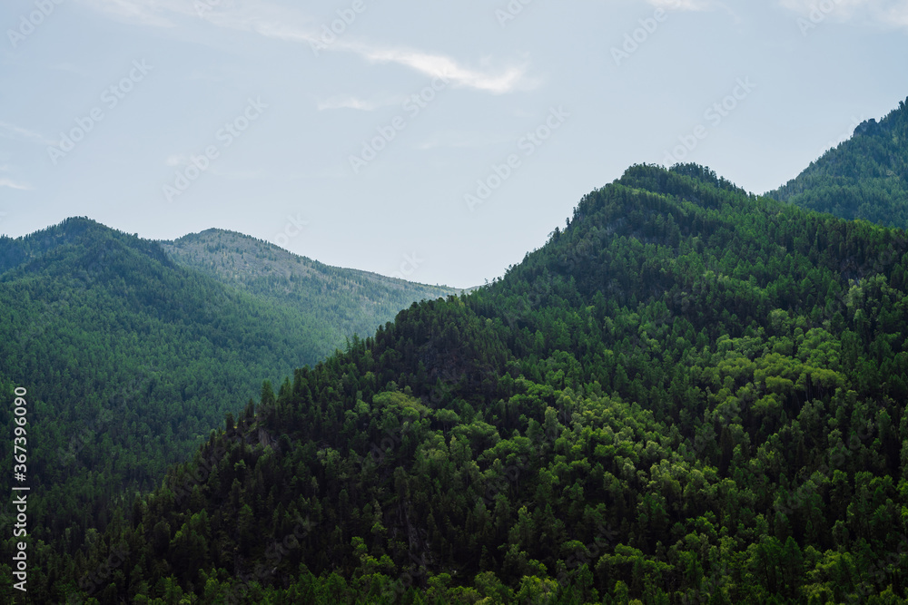 Awesome scenic view to green mountains completely covered by forest under clear blue sky. Lush green hill top in sunny day. Wonderful vivid alpine landscape with wood hills. Colorful highland scenery.