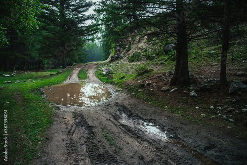 Dark atmospheric forest landscape with puddle on dirt road. Gloomy coniferous forest in mountains in rainy weather. Sky and branches of conifer trees reflected in puddle. Dark landscape of deep woods.