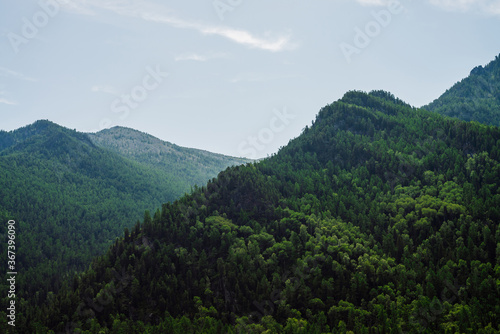 Awesome scenic view to green mountains completely covered by forest under clear blue sky. Lush green hill top in sunny day. Wonderful vivid alpine landscape with wood hills. Colorful highland scenery.
