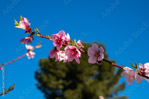 Tableau sur toile Peach blossom in Cieza, Mirador El Horno in the Murcia region in Spain