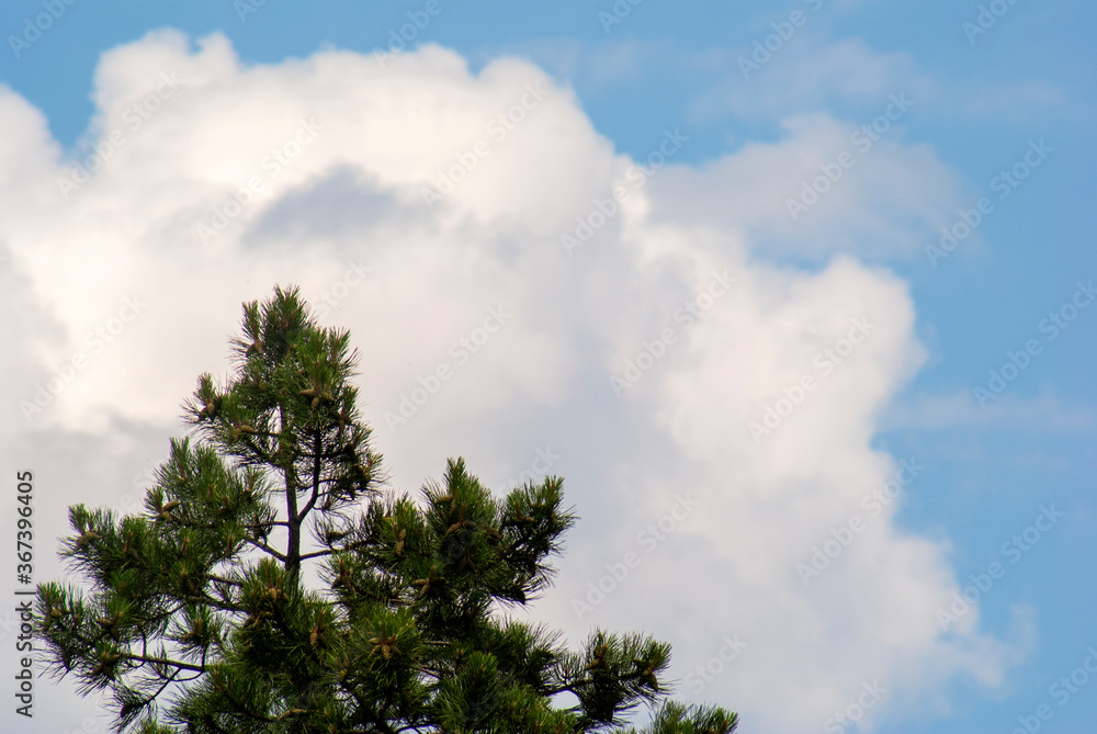 Pine tops against a cloudy sky Pine tops against a cloudy sky