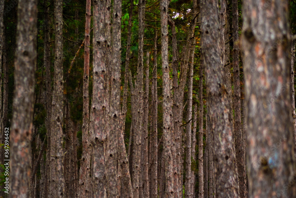 Tree trunks in a dense forest