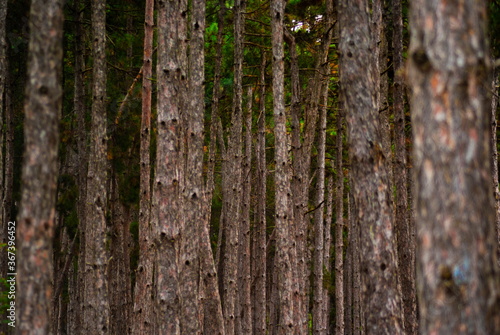 Tree trunks in a dense forest