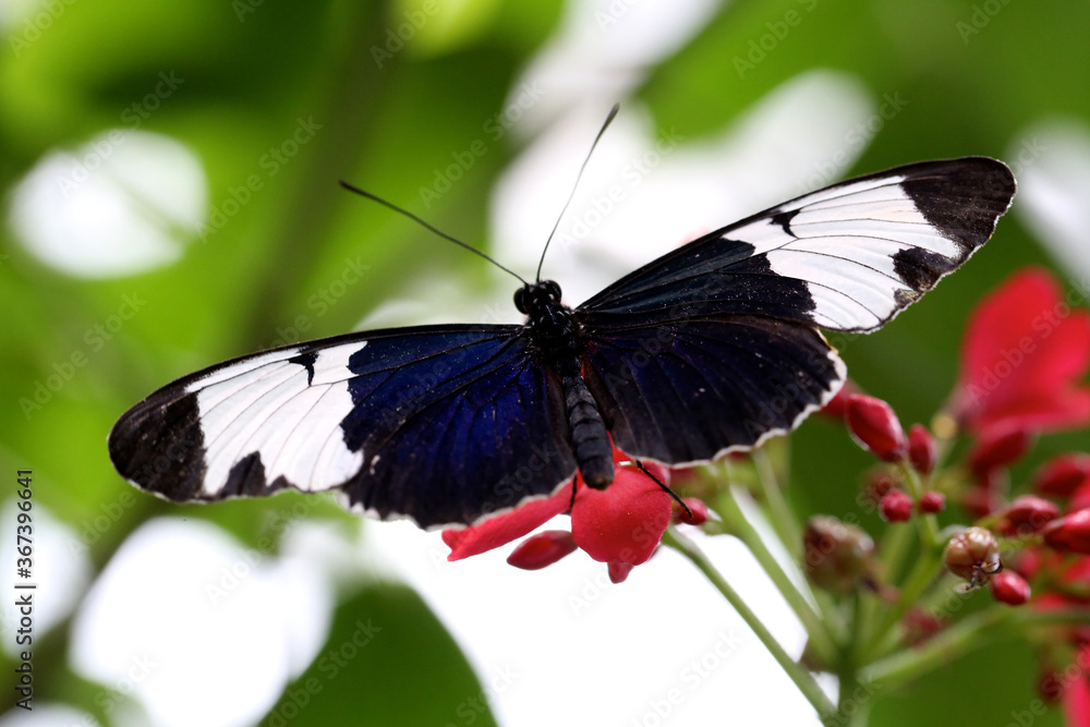 Butterfly with a blueish tint and white spots on the wings. Butterfly with a blueish tint and white spots on the wings.