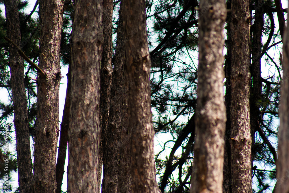 Coniferous trees in the forest