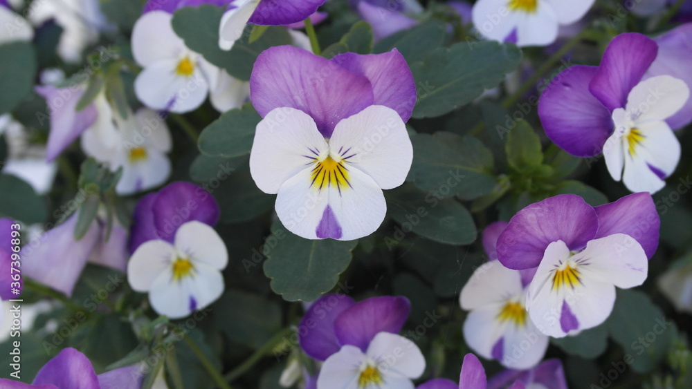 blumen blumen