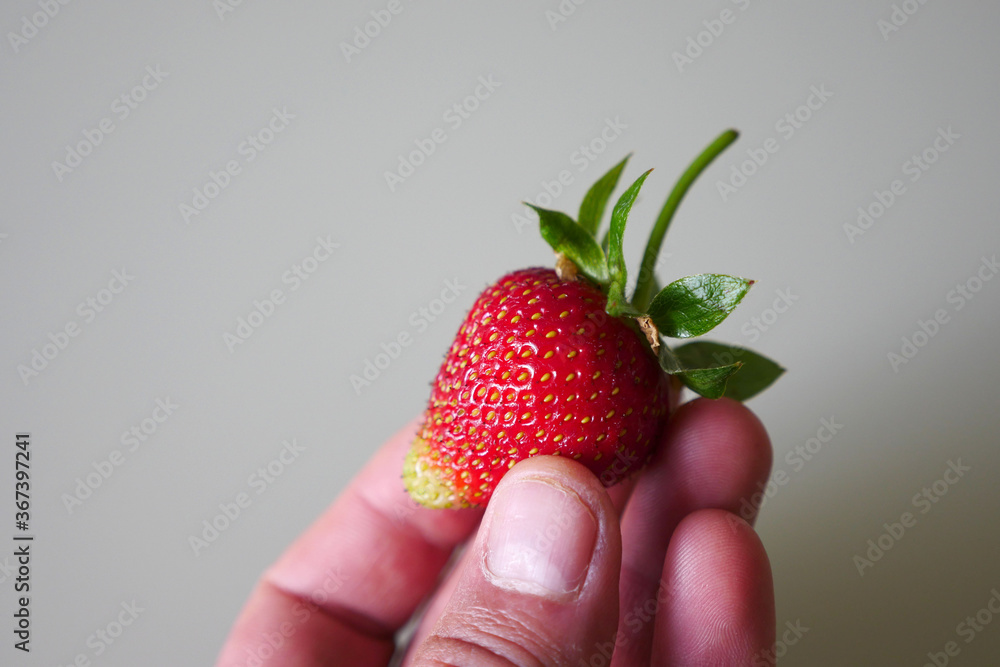 Fototapeta premium benefit of strawberry fruit for human health, The introduction of strawberry fruit close-up,
