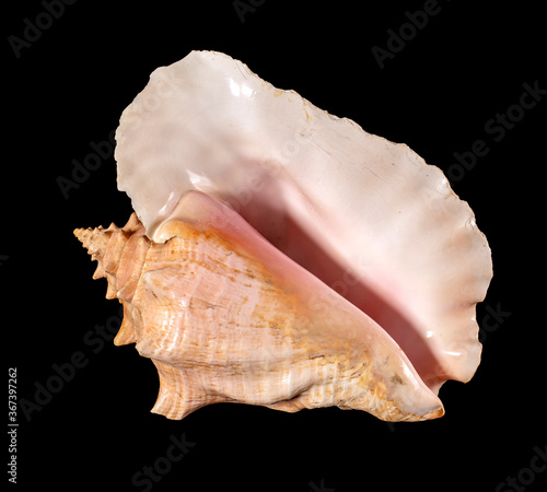 Sea shell isolated on a black background. Beautiful seashell