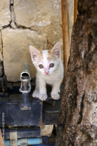 tiny kitten, puzzled tiny white-yellow kitten, very small,