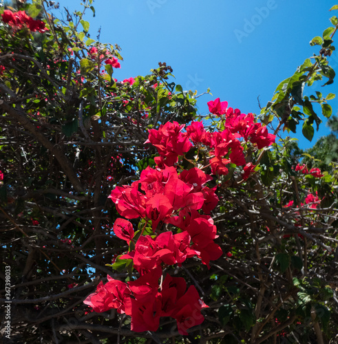 Bougainvillea Bush with Blue Sky