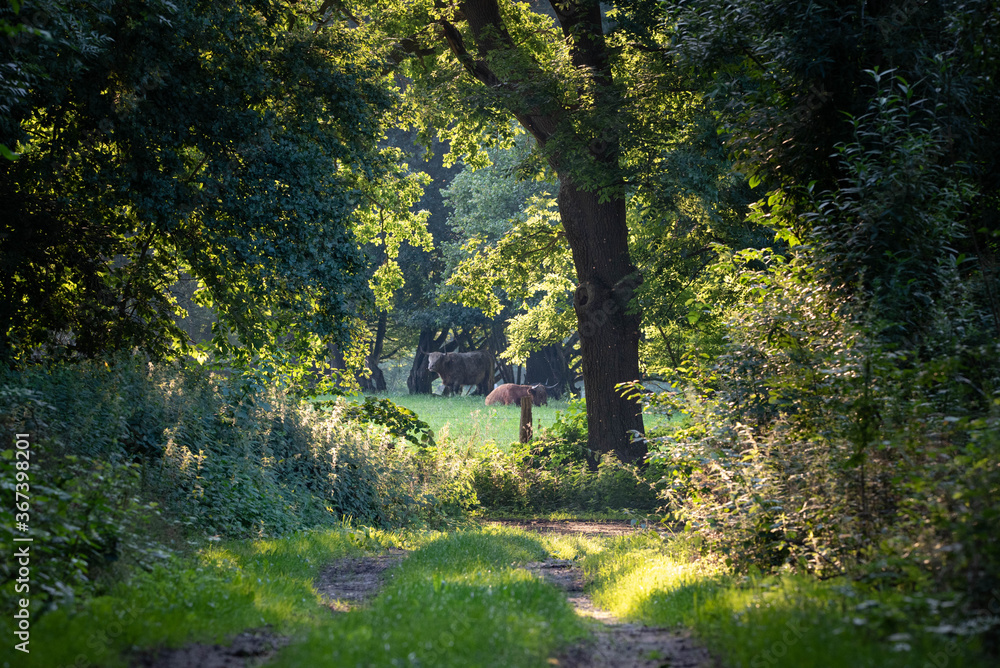 Naklejka premium Waldweg
