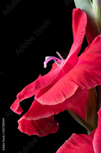 Gladiola Flower Stalk Blooming Macro on Black Background Close-up